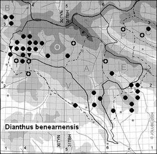 Dianthus_benearnensis_