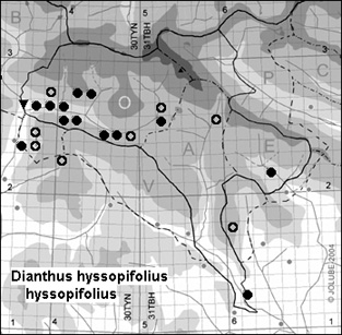 Dianthus_hyssopifolius_hyssopifolius