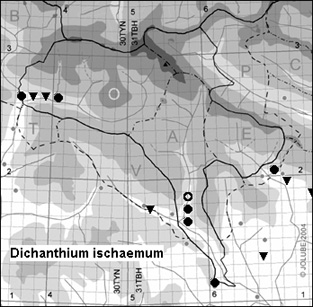 Dichanthium_ischaemum_