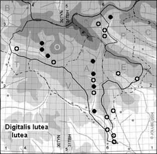 Digitalis_lutea_lutea