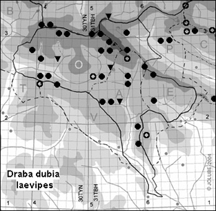 Draba_dubia_laevipes