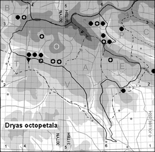 Dryas_octopetala_