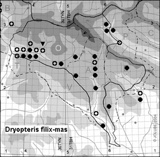 Dryopteris_filix-mas_