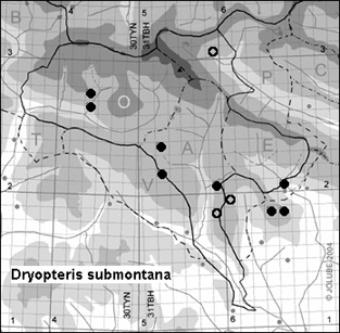 Dryopteris_submontana_