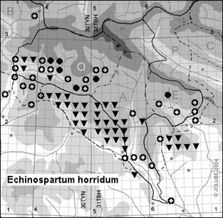 Echinospartum_horridum_