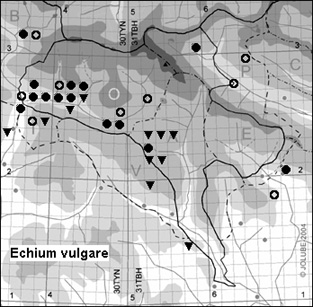 Echium_vulgare_