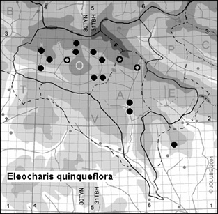 Eleocharis_quinqueflora_