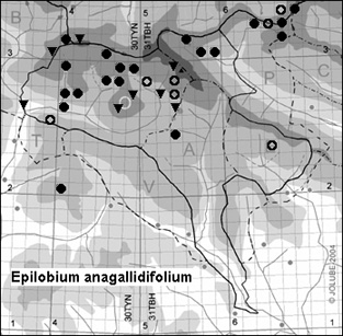 Epilobium_anagallidifolium_