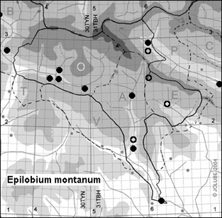Epilobium_montanum_