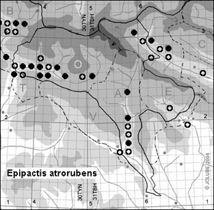 Epipactis_atrorubens_