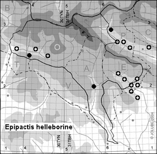 Epipactis_helleborine_