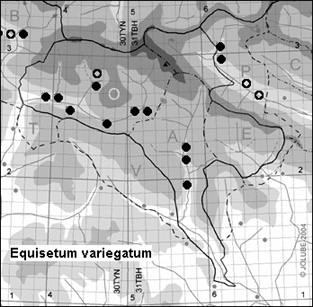 Equisetum_variegatum_