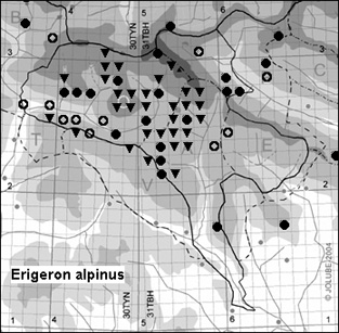 Erigeron_alpinus_