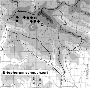Eriophorum_scheuchzeri_