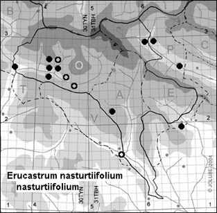 Erucastrum_nasturtiifolium_nasturtiifolium