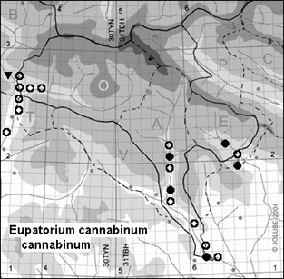 Eupatorium_cannabinum_cannabinum