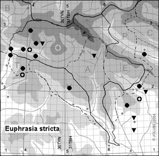 Euphrasia_stricta_