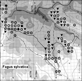 Fagus_sylvatica_