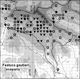 Festuca_gautieri_scoparia