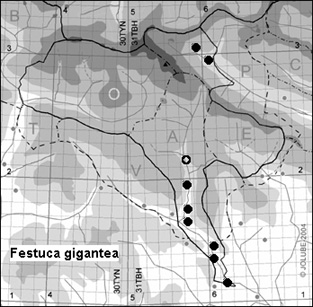 Festuca_gigantea_