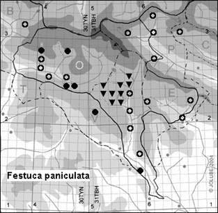 Festuca_paniculata_