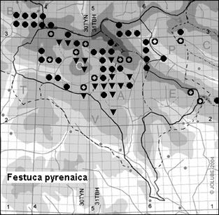 Festuca_pyrenaica_