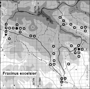 Fraxinus_excelsior_