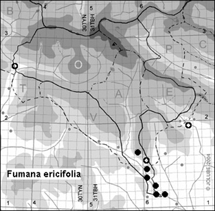 Fumana_ericifolia_