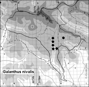 Galanthus_nivalis_