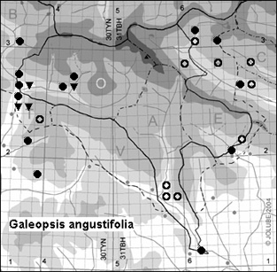 Galeopsis_angustifolia_