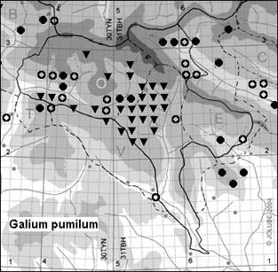 Galium_pumilum_