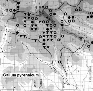 Galium_pyrenaicum_