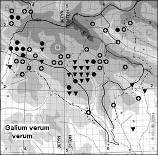 Galium_verum_verum