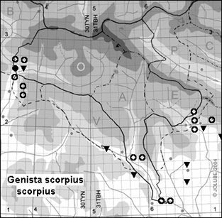 Genista_scorpius_scorpius