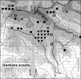 Gentiana_acaulis_