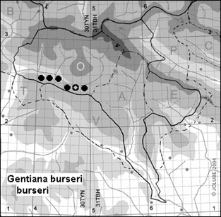 Gentiana_burseri_burseri