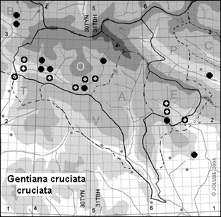 Gentiana_cruciata_cruciata