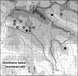 Gentiana_lutea_montserratii