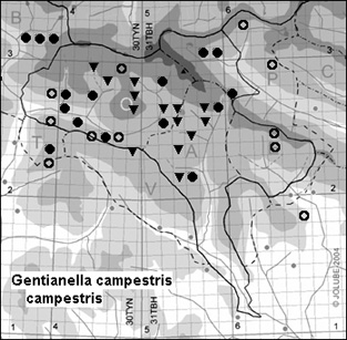 Gentianella_campestris_campestris