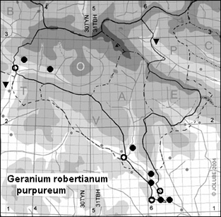 Geranium_robertianum_purpureum