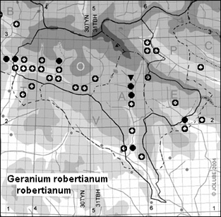 Geranium_robertianum_robertianum
