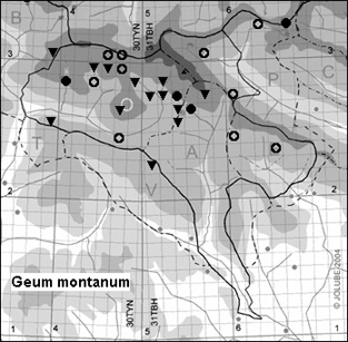 Geum_montanum_