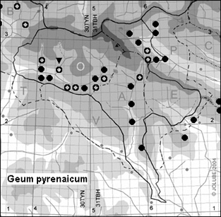 Geum_pyrenaicum_