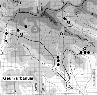 Geum_urbanum_