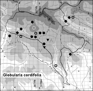 Globularia_cordifolia_