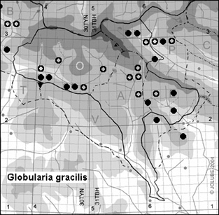Globularia_gracilis_