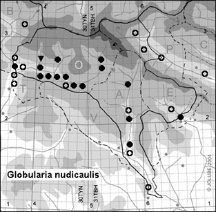 Globularia_nudicaulis_