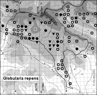 Globularia_repens_