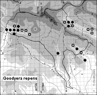 Goodyera_repens_