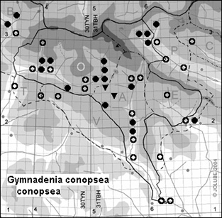 Gymnadenia_conopsea_conopsea
